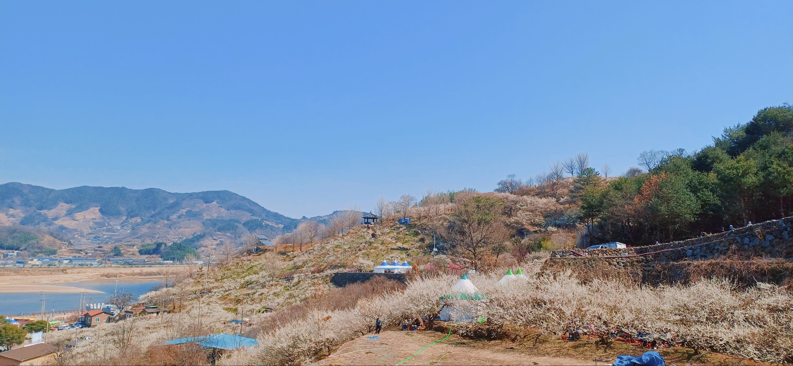 산등성이를 따라 끝없이 이어지는 매화나무와 고즈넉한 시골 풍경의 조화