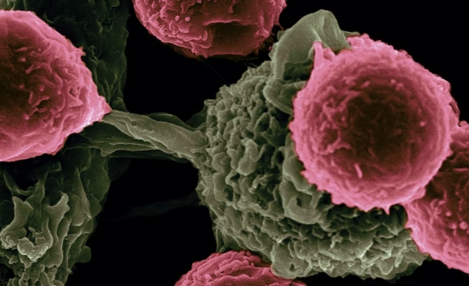 간암에 도움이 되는 음식 10가지