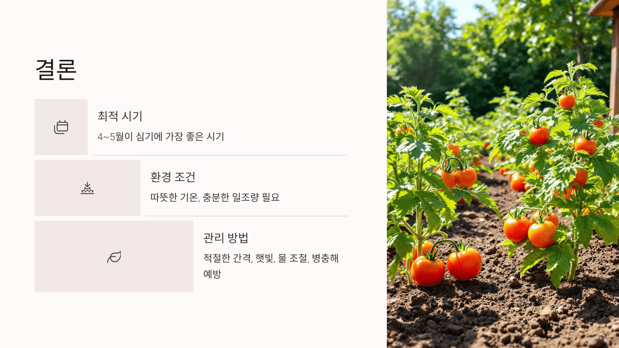 토마토 사진입니다.