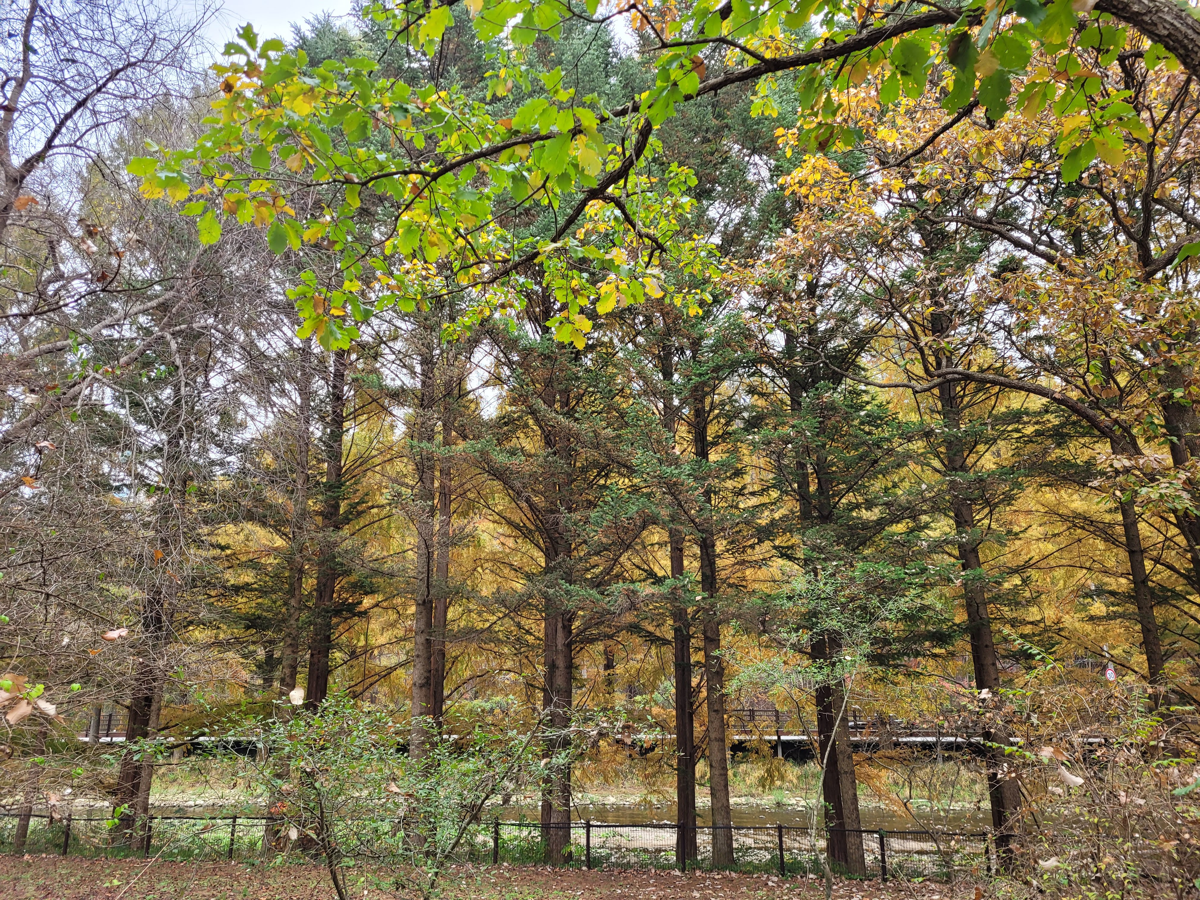 가을의 절정 단풍. 국립수목원 풍경
