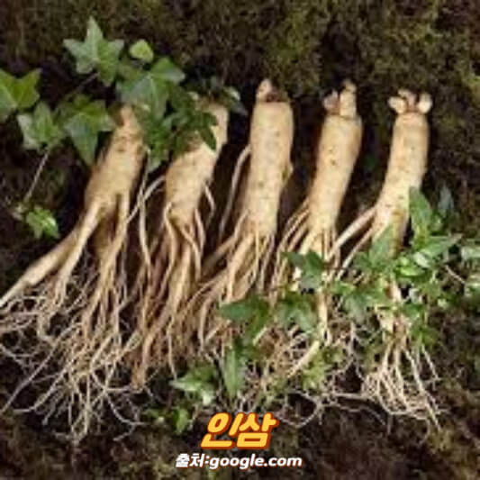 인삼