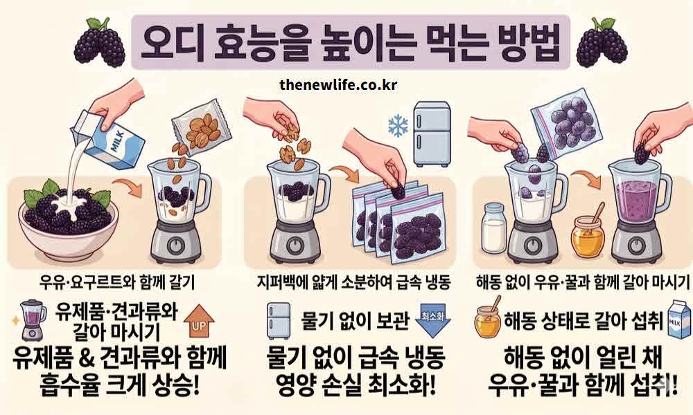 오디 효능 높이는 먹는 방법