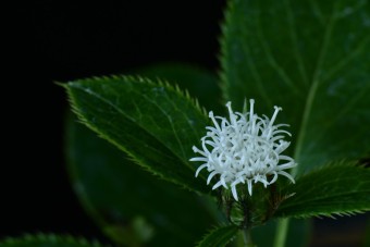 삽주(백출)