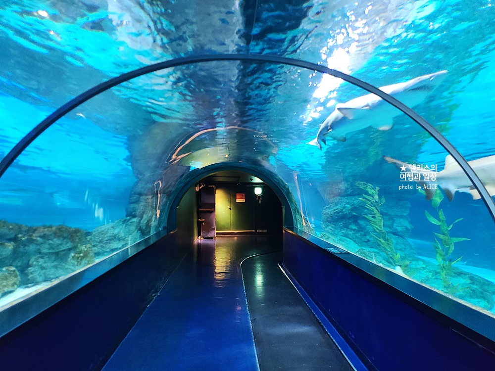 코엑스 아쿠아리움 입장권 할인예약 방법, 대중교통 가는 방법, 참물범 펭귄 비버 상어 보러가자!