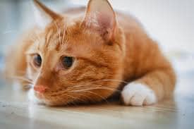 고양이 피부병 종류