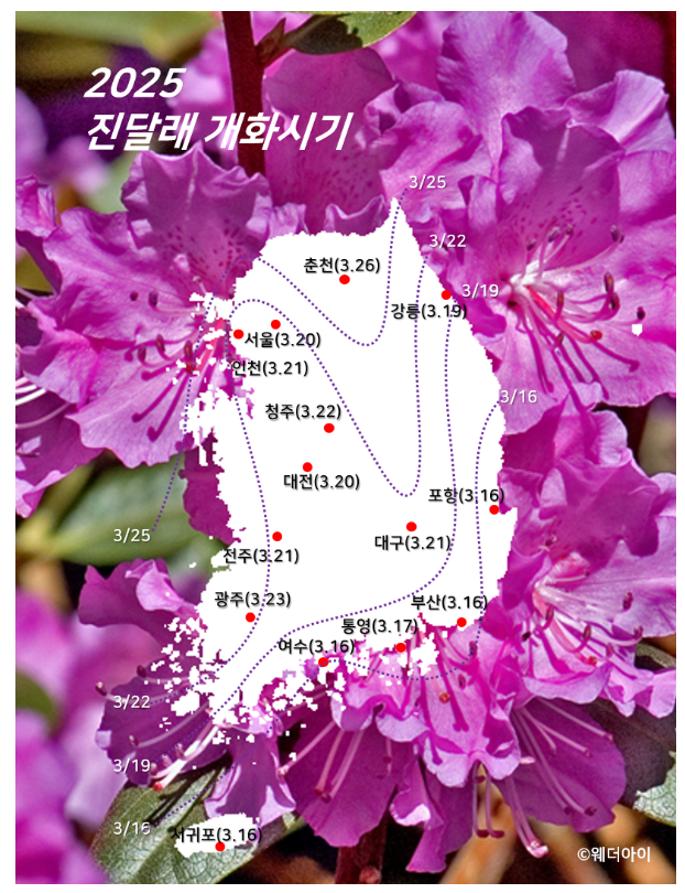 2025 웨더아이의 개화 시기 예측 1