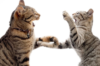 싸우는 두 마리의 고양이.