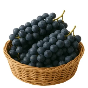 머루포도 효능키우기제철머루포도주 담그기먹는 방법보관 방법 안내_3