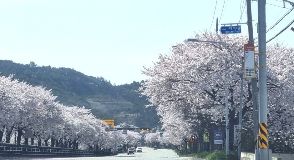 내장산 벚꽃길 드라이브 코스