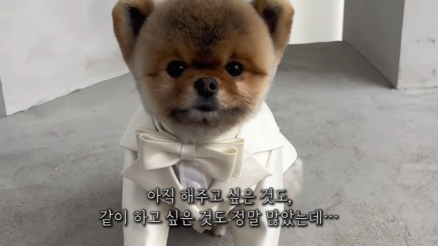 이다해, 반려견 그레이튼