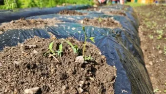 감자 싹나는 시기 파종 시기_3