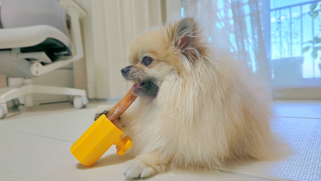 강아지 사슴 개껌 씹는 모습