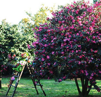 휴애리 동백축제