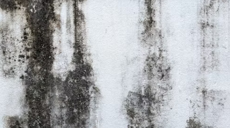 벽에-곰팡이가-가득-끼어있는-사진