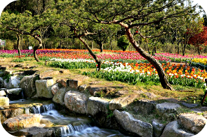 하늘빛수목정원 봄꽃 & 튤립축제 이미지 출처: 하늘빛 수목정원 홈페이지