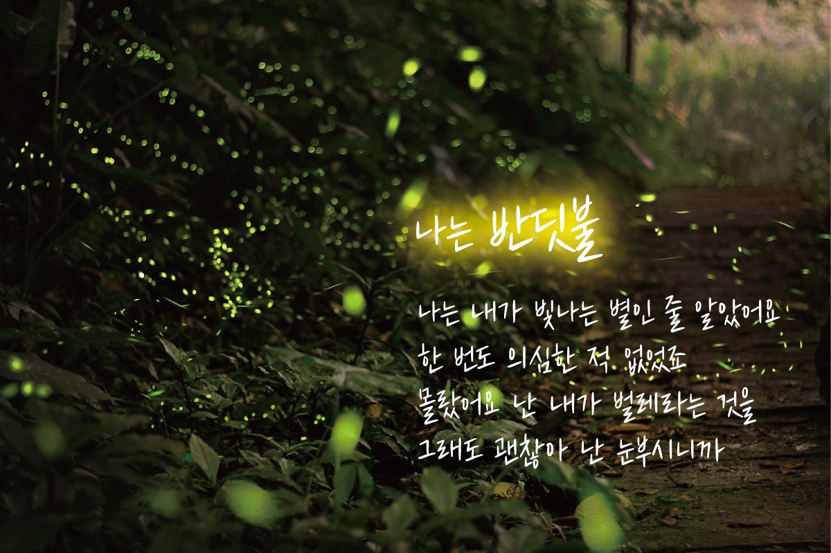 캘리그라피 글씨체 무료 폰트