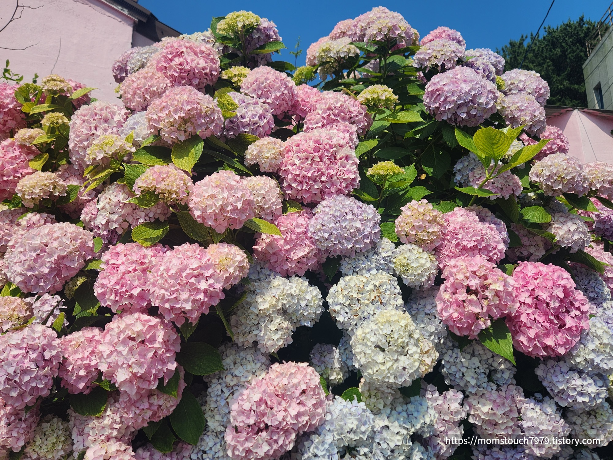 영도 분홍집 수국 현황