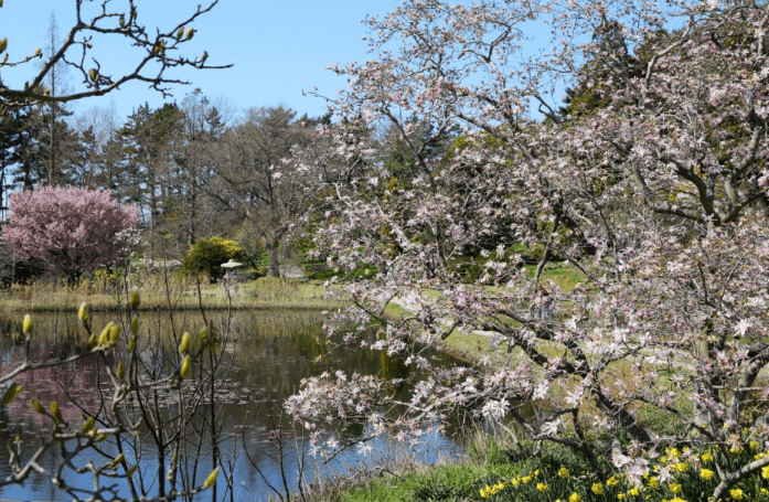 천리포수목원 봄축제: 자연이 피어나는 순간을 걷다!