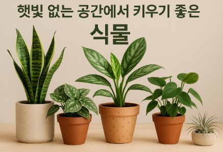 햇빛 없는 공간에서 키우기 좋은 식물 사진