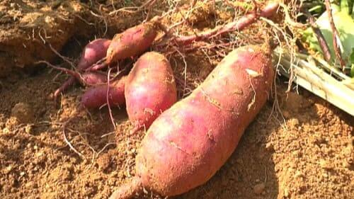 고구마-효능-다이어트-효과