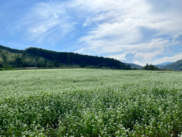 봉평효석문화마을 메밀꽃