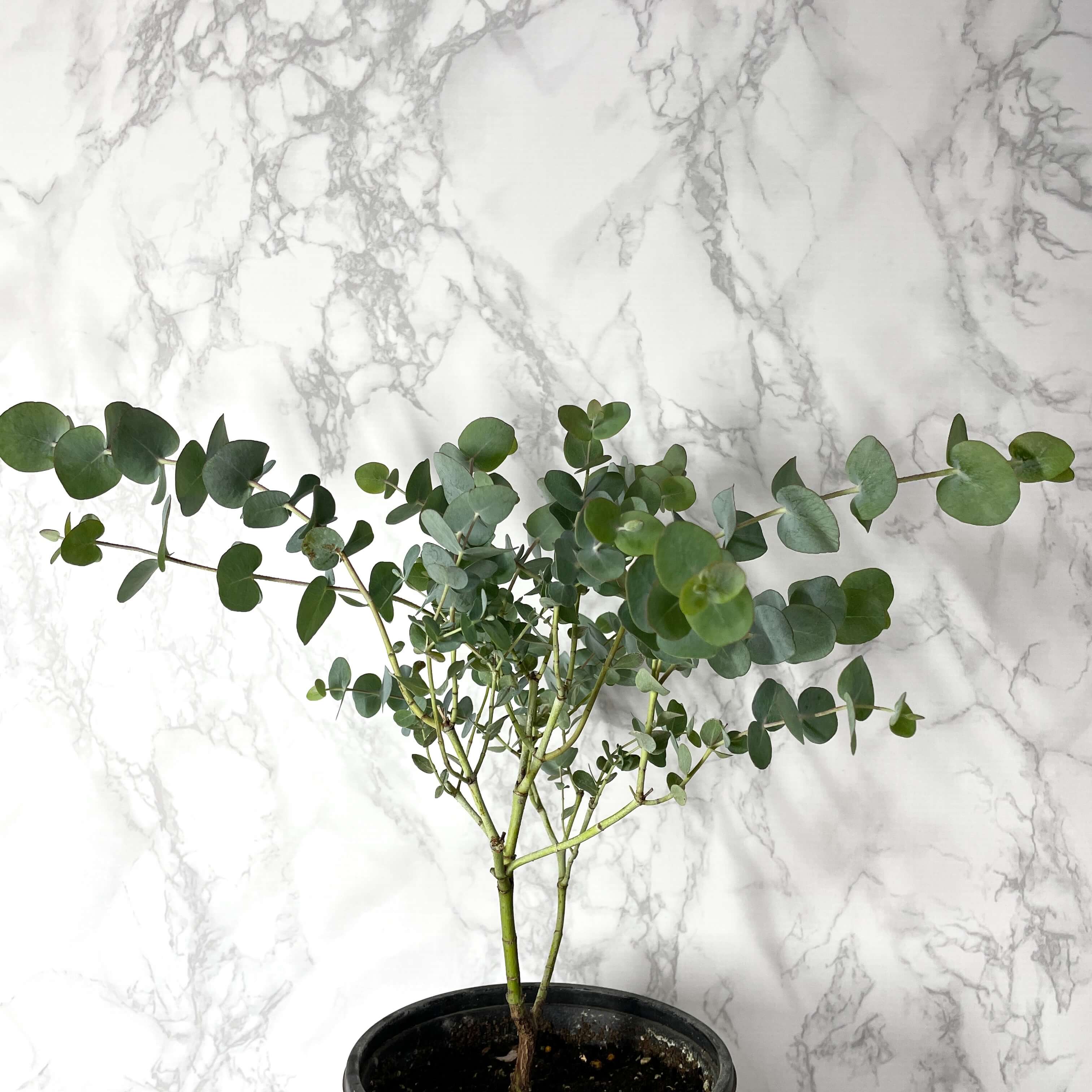 유칼립투스 키우기