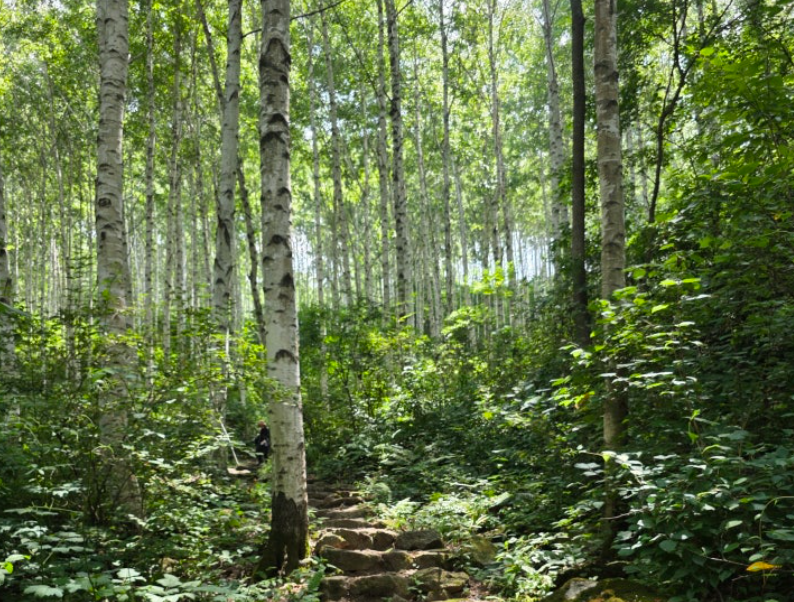 인제의 자작나무 숲