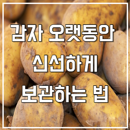 감자 오랫동안 신선하게 보관하는 법