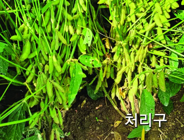 콩 재배 파종 깊이 잡초 억제 멀칭 가뭄 대비_9