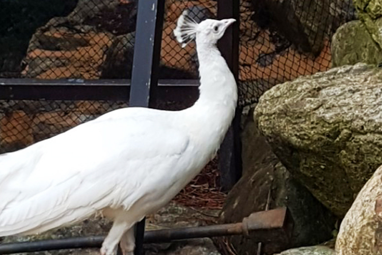 대구 네이처파크 버드가든