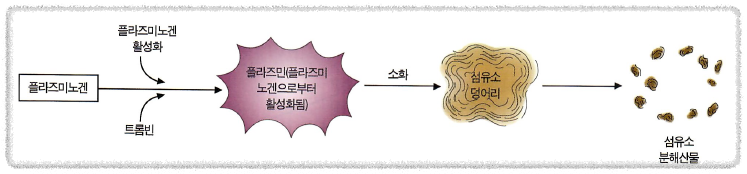 섬유소 용해 과정