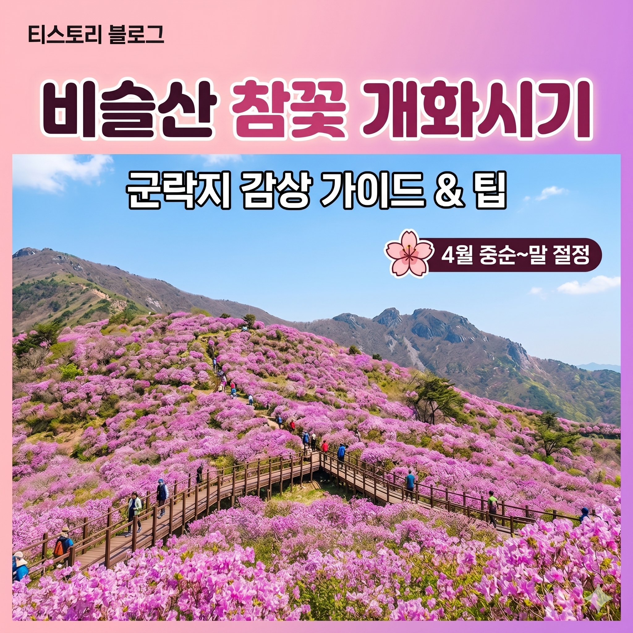 비슬산 참꽃 개화시기 및 군락지 감상 가이드