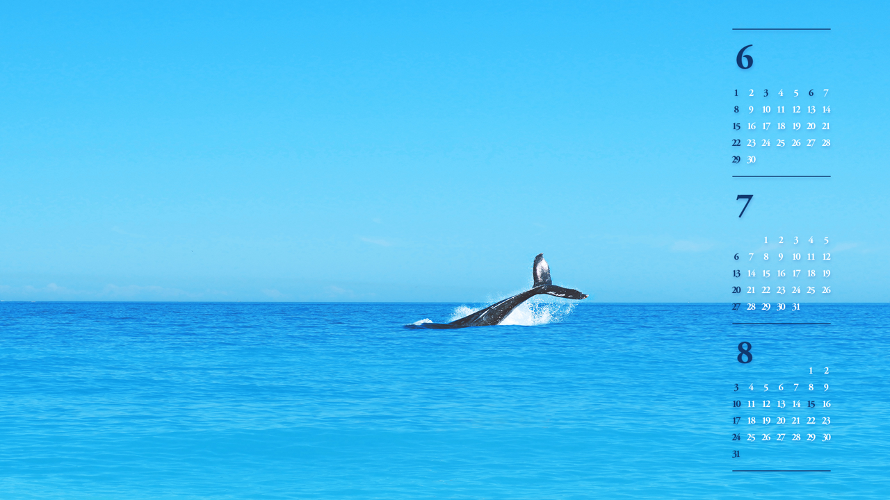 09 고래 B - 2025년7월 노트북배경화면