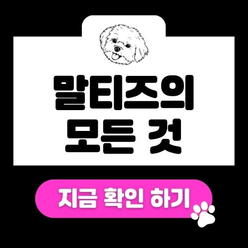 말티즈의 수명, 성격, 특징, 장단점
