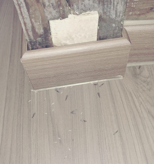 마른나무 흰개미가 갉아먹음 목조건축물2