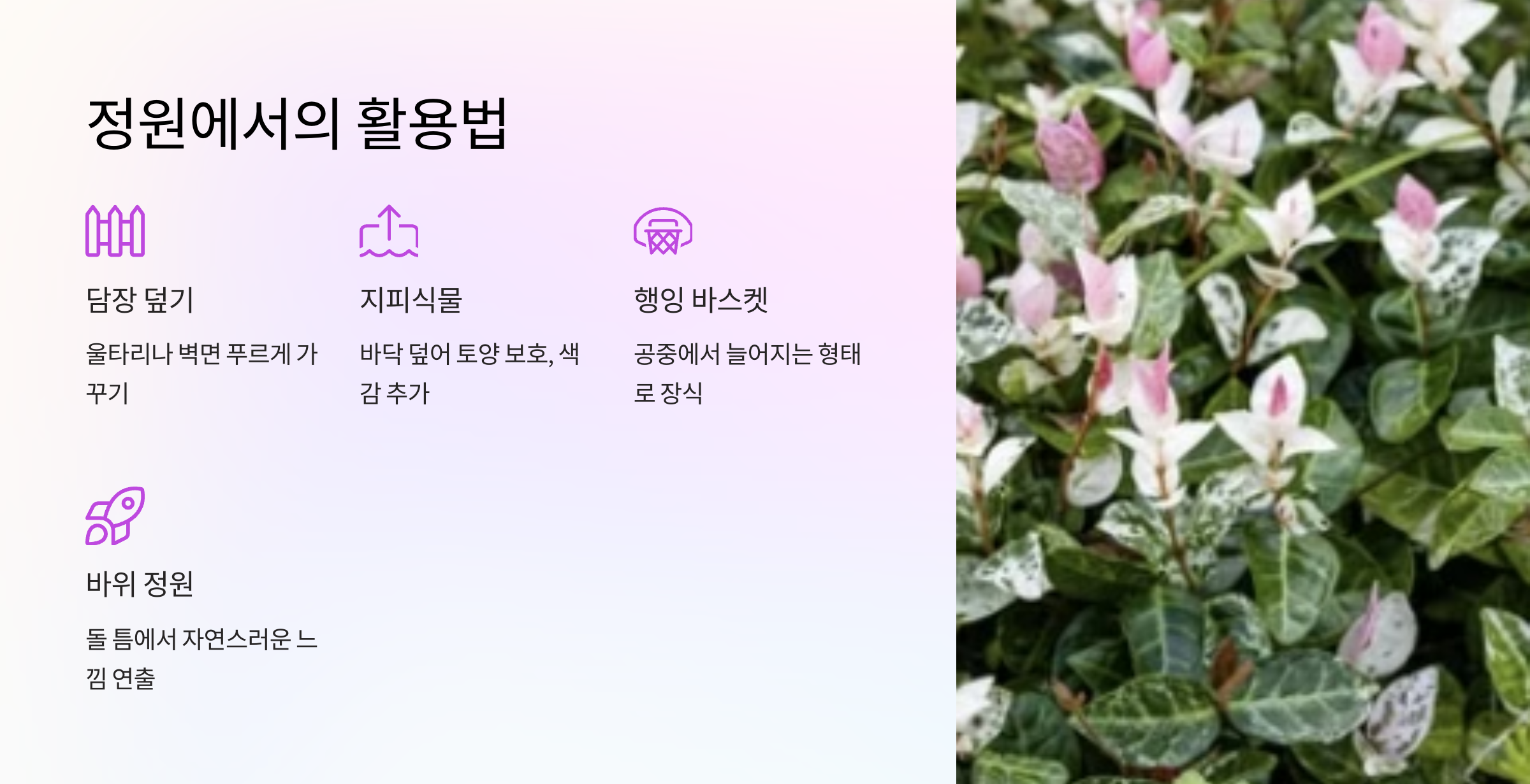 오색마삭줄 사진