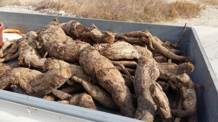 칡 7가지 효능 및 부작용&amp;#44; 숙취 해소와 갈증 해소 효과도 탁월한 &amp;#39;칡&amp;#39;