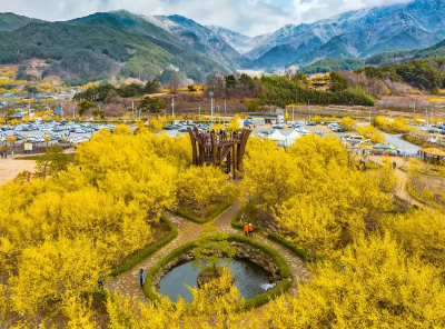 산수유축제