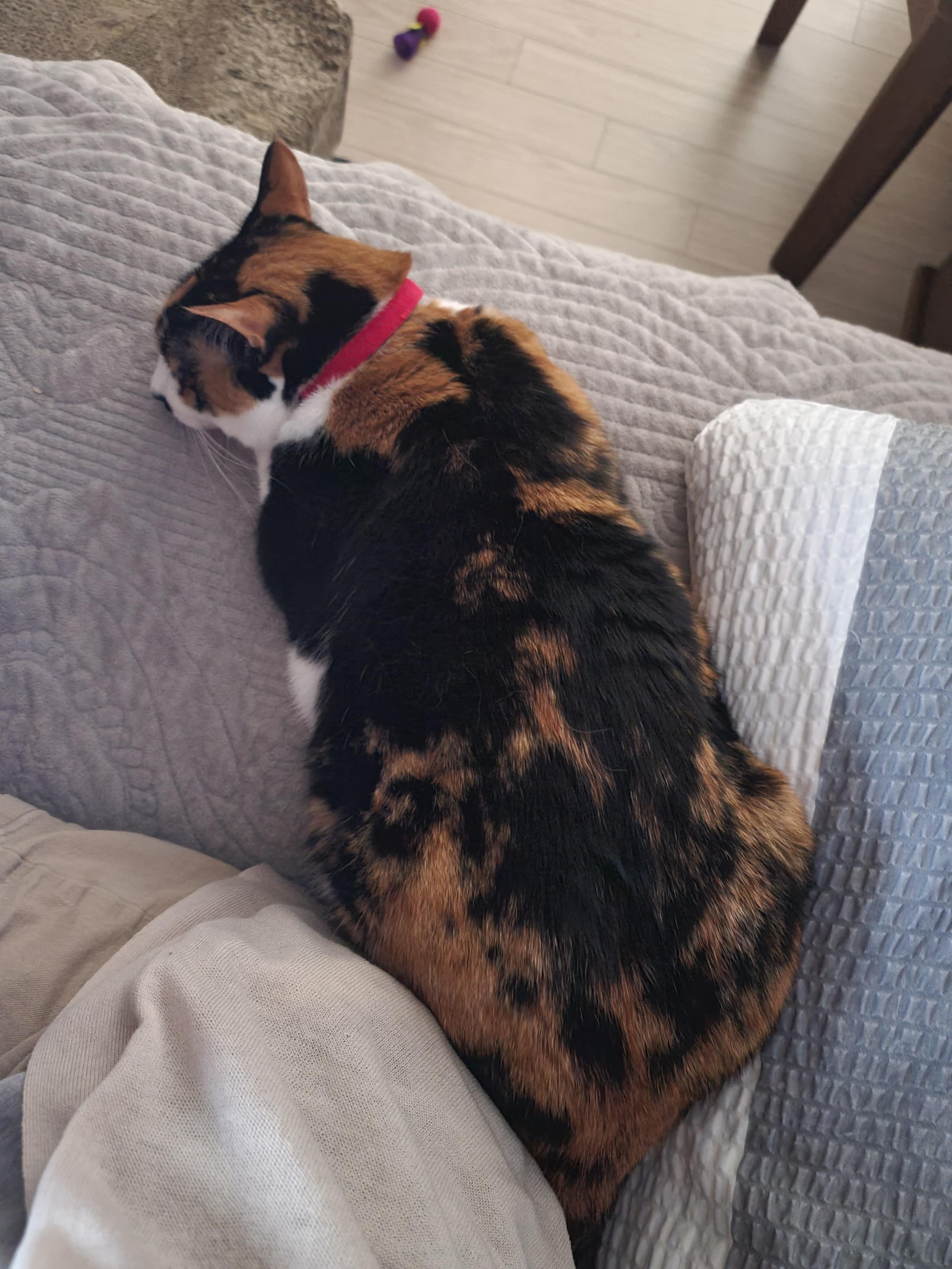 츤데레 다다. 잘때는 항상 엄마옆에 찾아오는 삼색이 고양이 다다.