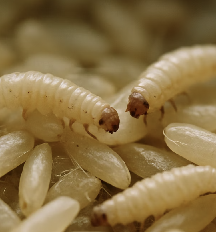날아다니는 성충보다 무서운 것