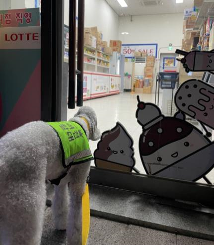 서울 반려견 순찰대