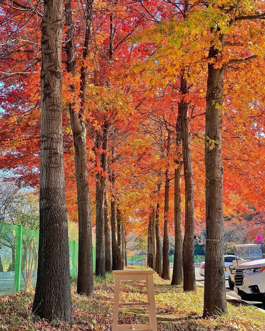 베어트리파크-가을-사진3