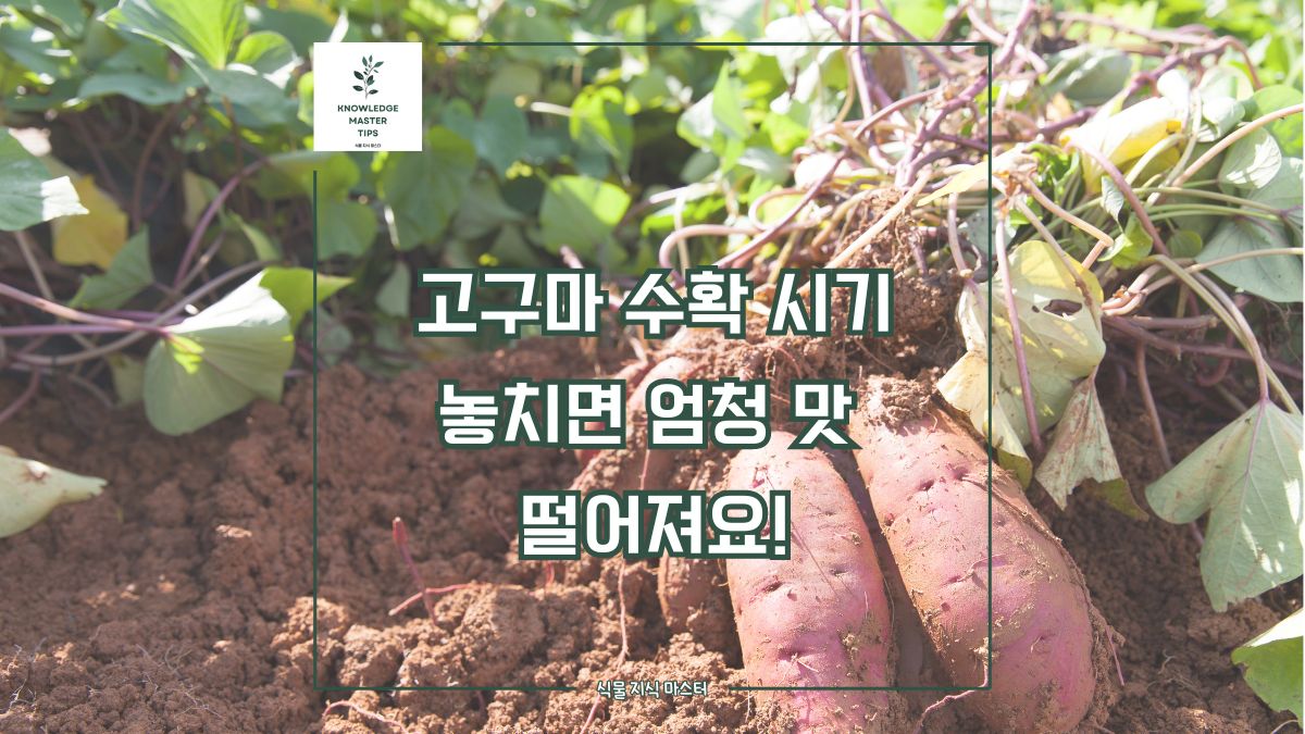 고구마 수확 시기, 놓치거나 수확 방법, 날씨 못 맞추면 엄청 맛이 떨어져요!