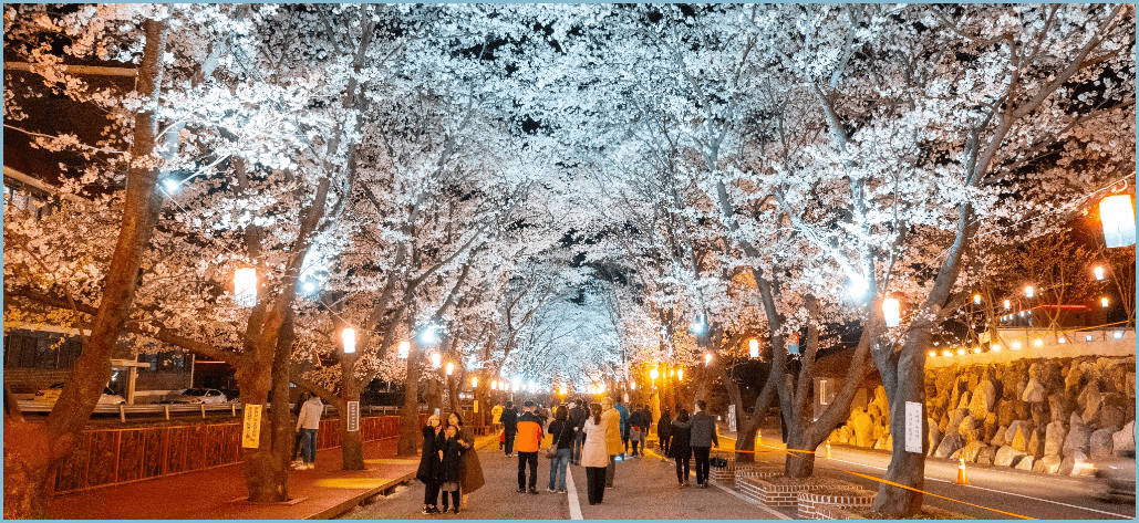 봄나들이-벚꽃축제