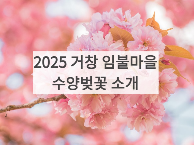 경남 거창 임불마을 수양 벚꽃 소개 사진