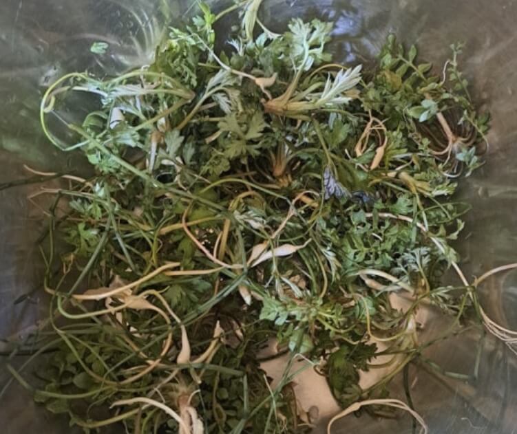 냉이무침 황금레시피