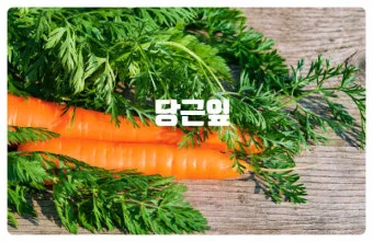 당근잎 효능과 당근잎 먹는 법 집에서 키우는 방법_15