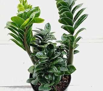 초보자의 실내에서 식물 키우기