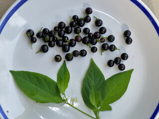 까마중 효능과 부작용&amp;#44; 안토시아닌이 풍부합니다. 그래서 효능이 매우 다양한데요. 까마중을 모르는 사람들도 많이 있습니다. 포도알처럼 생겼지만 까마중은 혈관부터 피부까지 효능이 매우 다양합니다. 블루베리보다 항산화 효능이 높은 까마중은 무엇일까요?