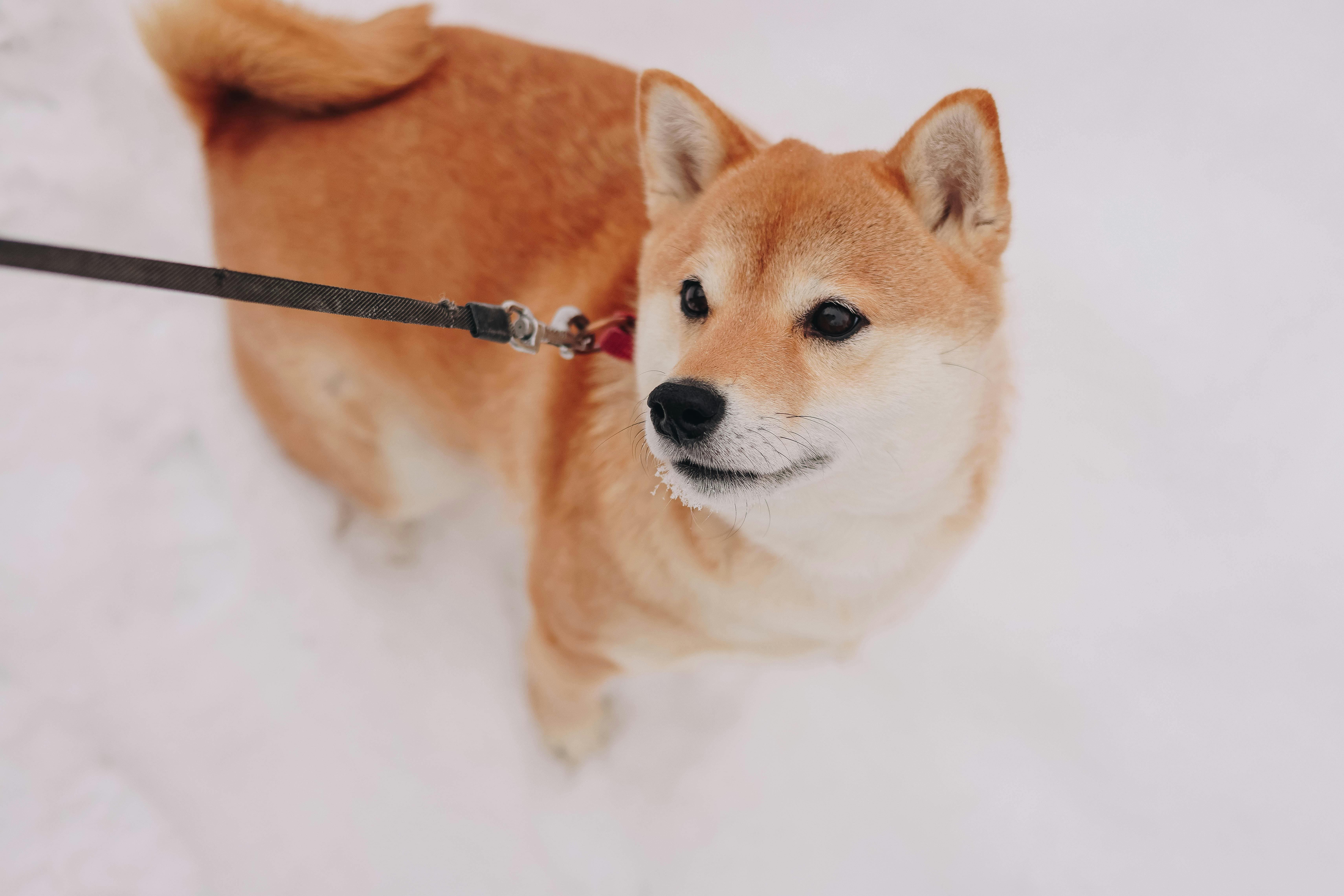 강아지 겨울 산책
